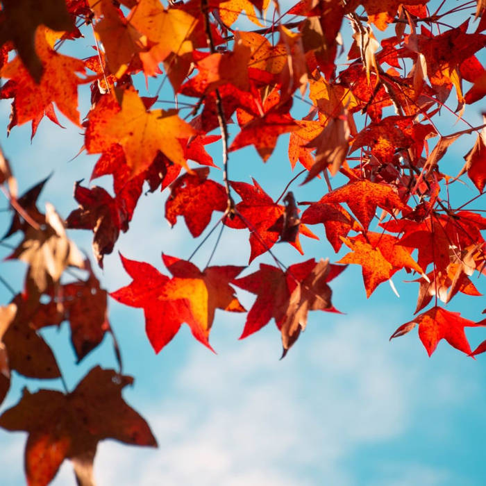 hojas secas, colores otoño, Reflexiones Otoñales: Abrazando el Cambio y la Renovación