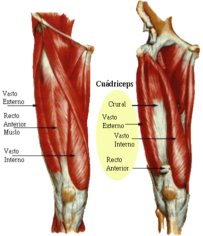 ejercicios para los cuadriceps