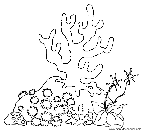 Algas y Corales del Mar