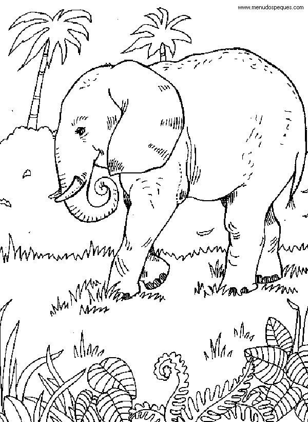 colorear elefante en su medio