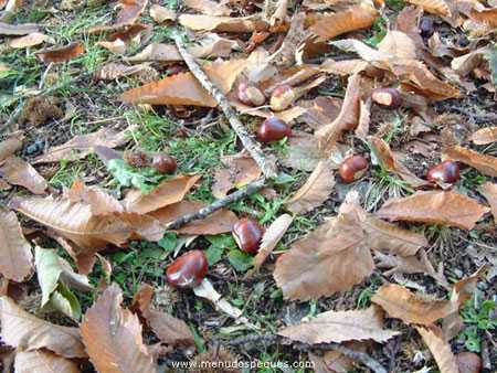 castañas, frutos secos del otoño,