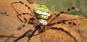 araña tigre