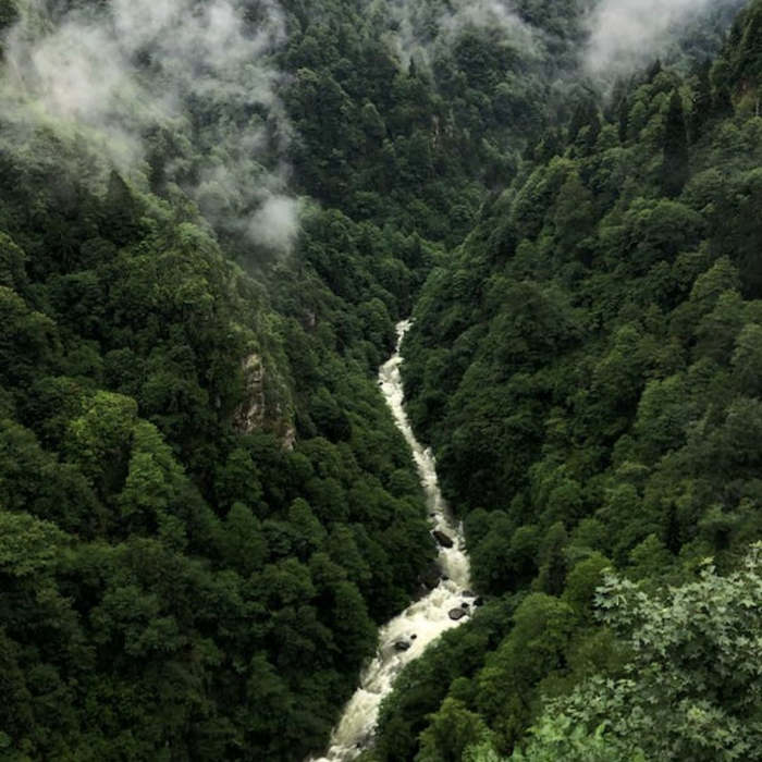 bosque  entre nubes con rio, cuentos sobre los bosques, cuento sobre los árboles