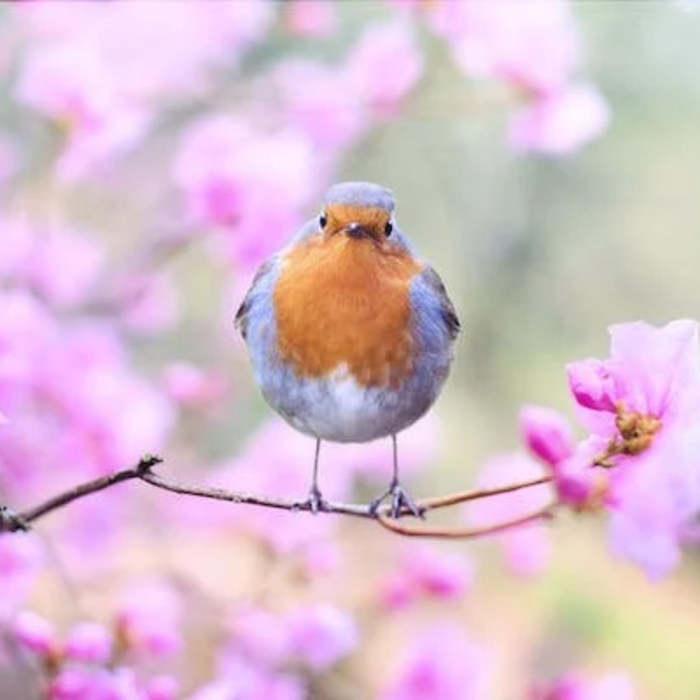 pájaro en una rama, Cuentos infantiles cortos y fáciles sobre la primavera