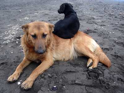 Perros abandonados en la calle