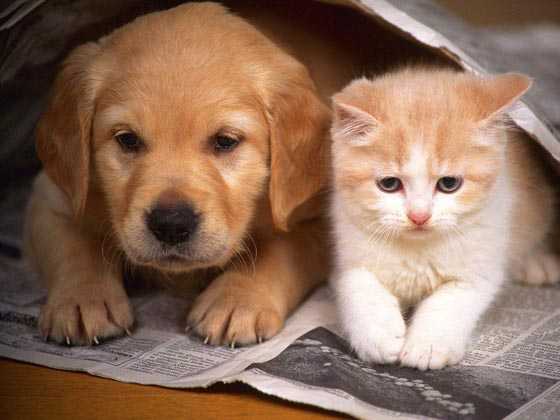 Perro y gato para regalar en navidad, reyes magos o cumpleaños