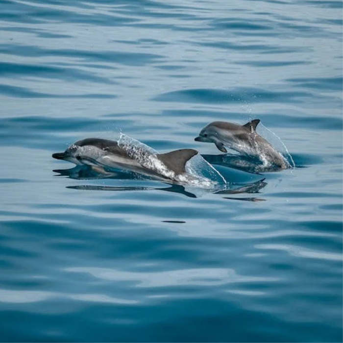 delfines, cuentos sobre delfines, cuentos para niños