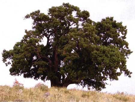 árbol caducos, árboles perennes