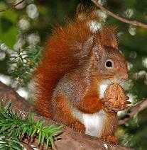 ardilla comiendo nuez en otoño
