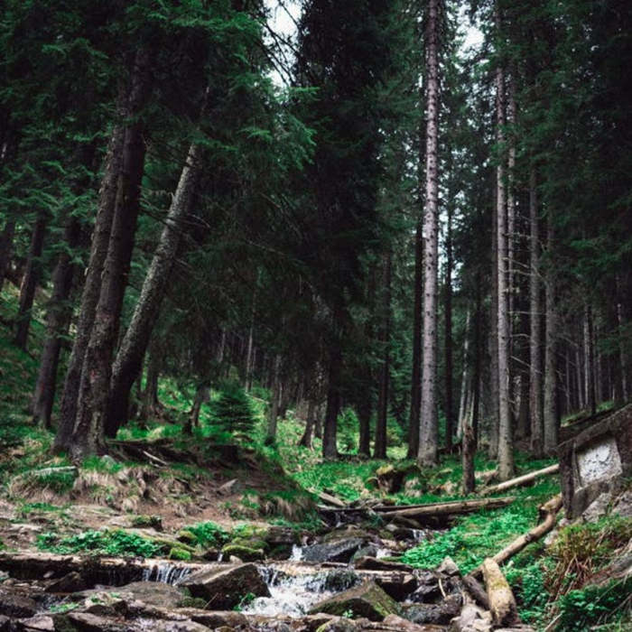 bosque con riachuelo, cuentos sobre los bosques, cuento sobre los árboles