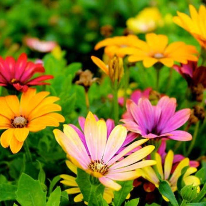 El jardín de la primavera eterna, jardin, flores, primavera, cuentos para niños