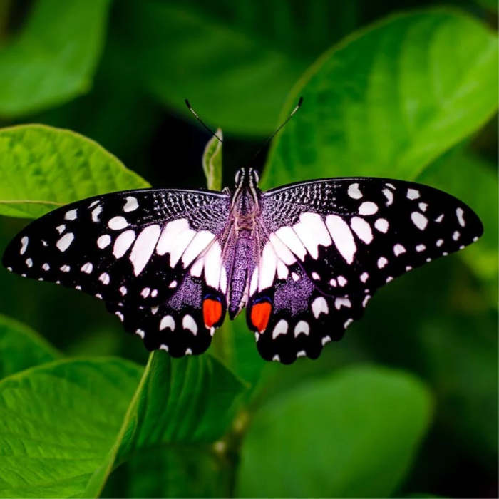 mariposa, agosto, verano, cuentos para niños