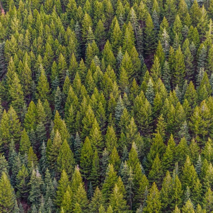 bosque, cuentos sobre los bosques, cuento sobre los árboles