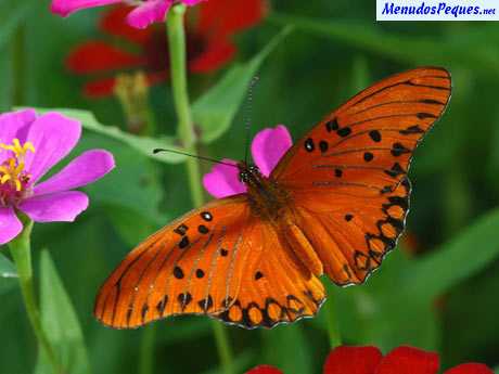 jardin con mariposas y flores en primavera