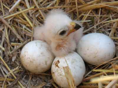nido con huevos y cria