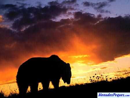 oso en la naturaleza