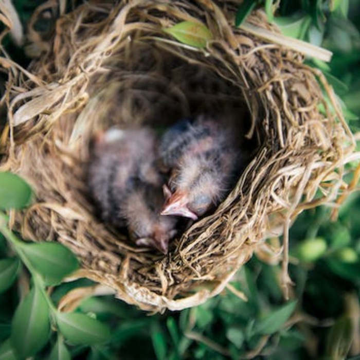 Pepito y la primavera: Un cuento sobre el amor y la construcción de un hogar, cuentos para niños