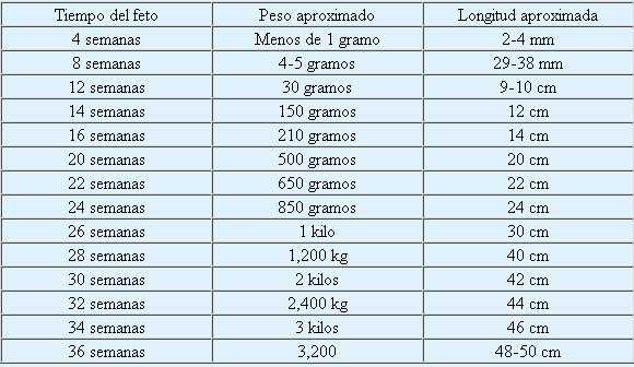 Gestograma para ver tiempo, peso y longitud del feto en el transcurso del embarazo