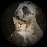 Como perros y gatos, pps, presentaciones, diapositivas