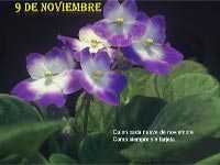 Un ramito de violetas