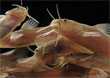 Excelentes fotos de National Geographic 1