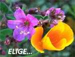 elige