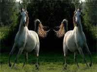 Caballos salvajes
