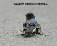 Fidelidad