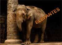 Elefantes