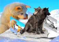 Lobos