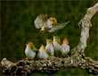 Fascinante