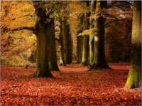 Llegó el otoño, pps, ppt
