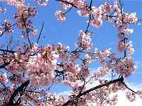 Sakura, flor del cerezo, pps, ppt