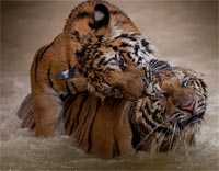 El templo de los tigres, pps, ppt, tailandia