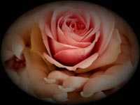 PowerPoint: Frases con rosas