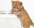 Bits de Inteligencia sobre los Animales