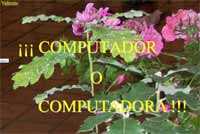 Computador o computadora