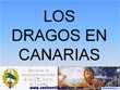 Los Dragos de Canarias