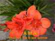 Reflexiones y Flores