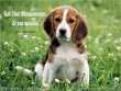 PowerPoint Los Diez Mandamientos de una Mascota