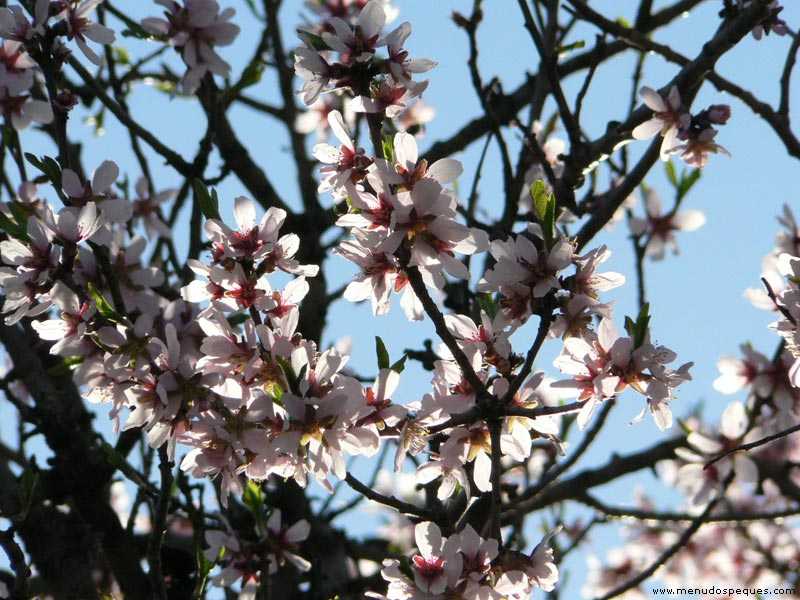 Recursos para infantil y primaria sobre la primavera