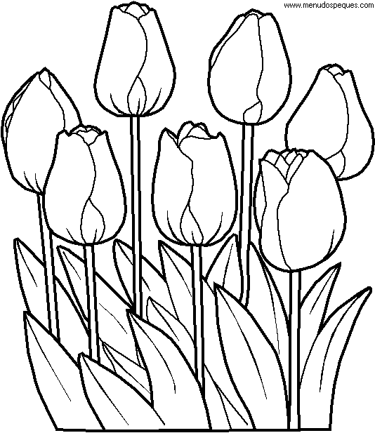 colorear tulipanes, colorear primavera