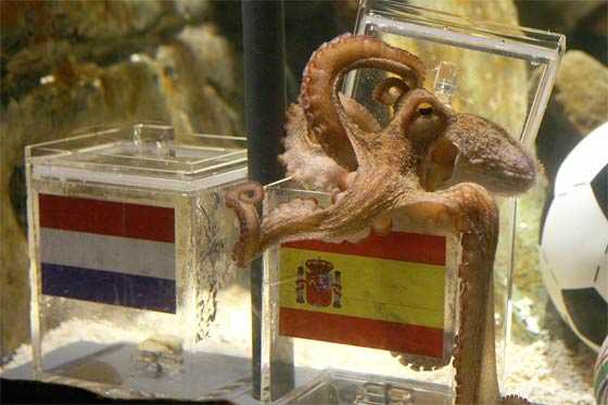 El Pulpo Paul fallece a sus 3 años