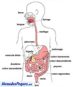 aparato digestivo