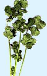 Condimentar con cilantro, este digestivo condimento, tiene un agente químico, que ayuda a debilitar la salmonela.