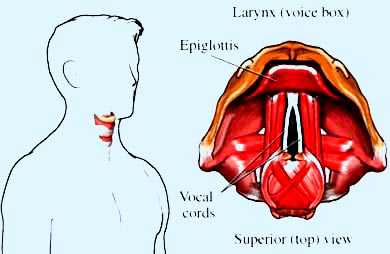 cáncer de las cuerdas vocales