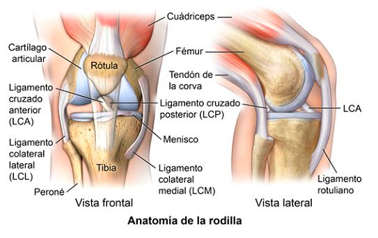 lca cirugia