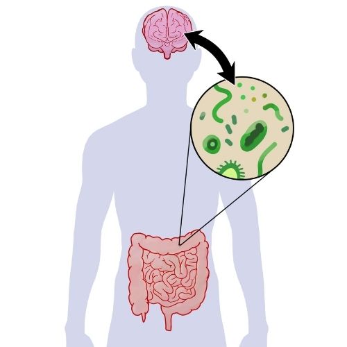¿Cómo influye la microbiota intestinal en la salud mental?