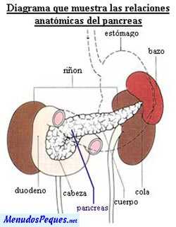 pancreas