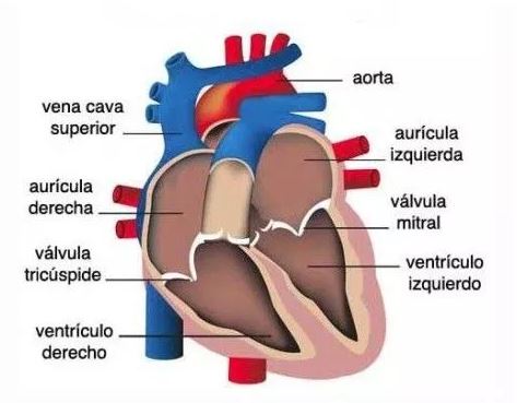 problemas valvula mitral